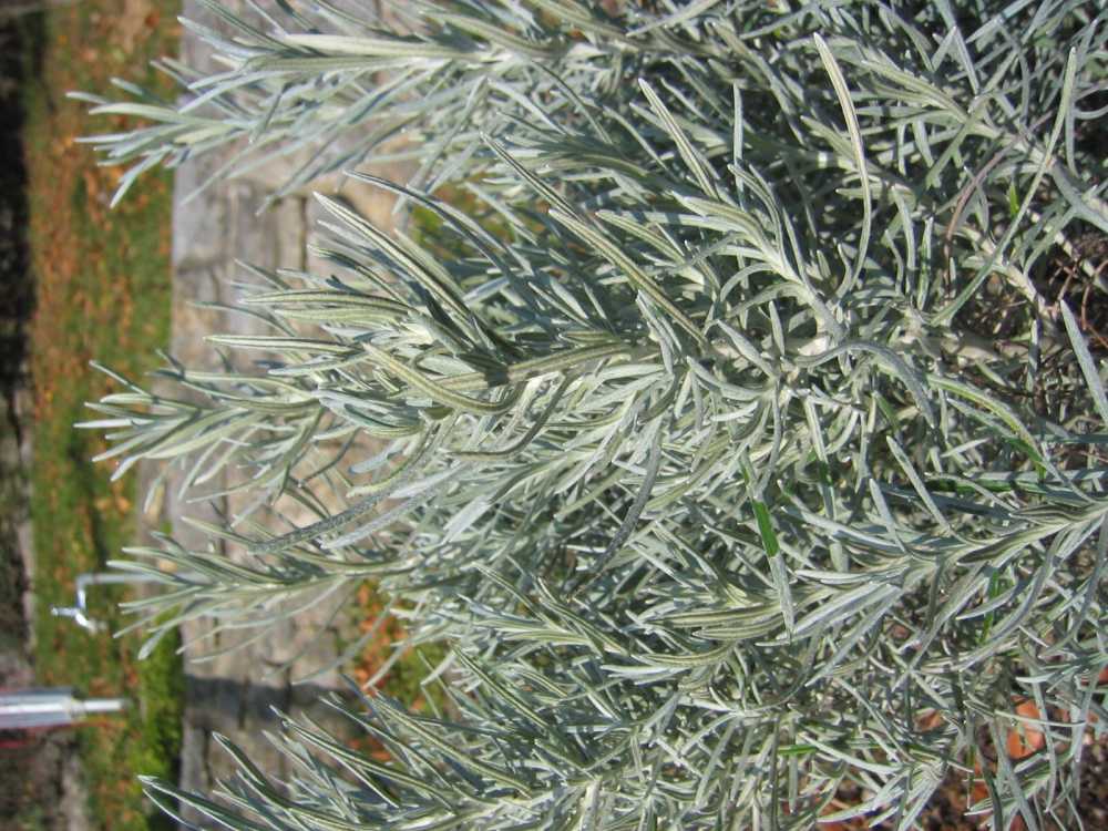Helichrysum italicum (Currykraut, Steppen-Strohblume)